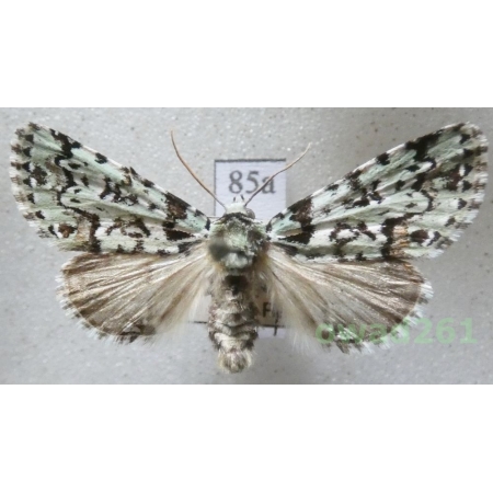 Moma alpium (Osbeck, 1778) Czech85a